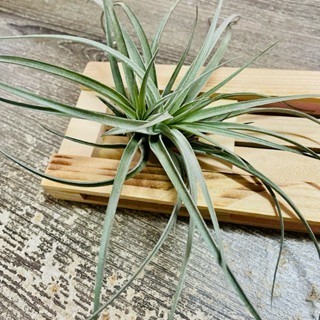 微甜多肉小陽台．空氣鳳梨｜入門款療癒系植物-規格圖6