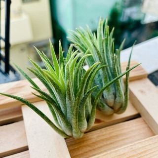 微甜多肉小陽台．空氣鳳梨｜入門款療癒系植物-規格圖6