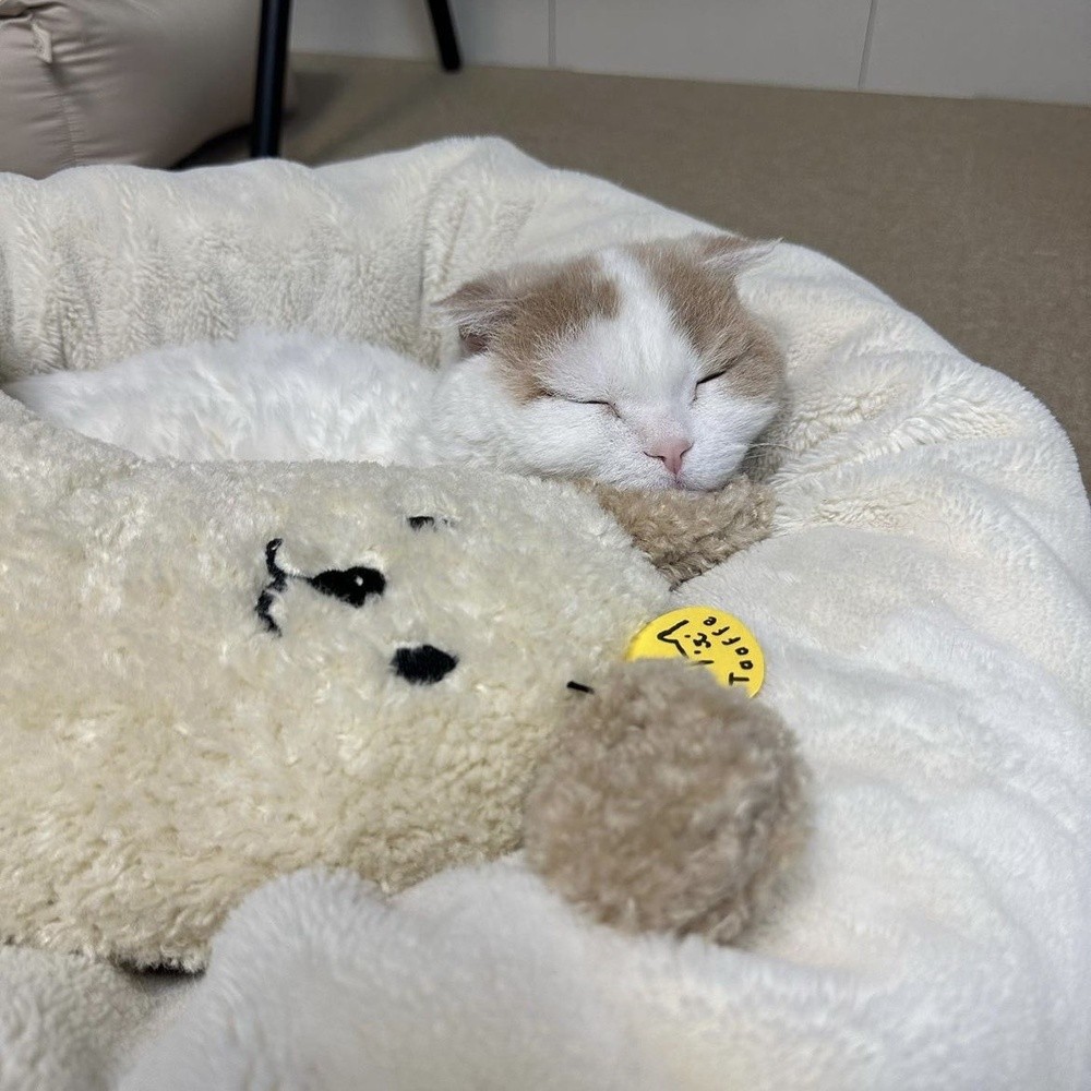 韓國ins新款狗狗枕頭保護頸椎深度睡眠U型枕小狗幼貓抱枕外貿批發-細節圖4