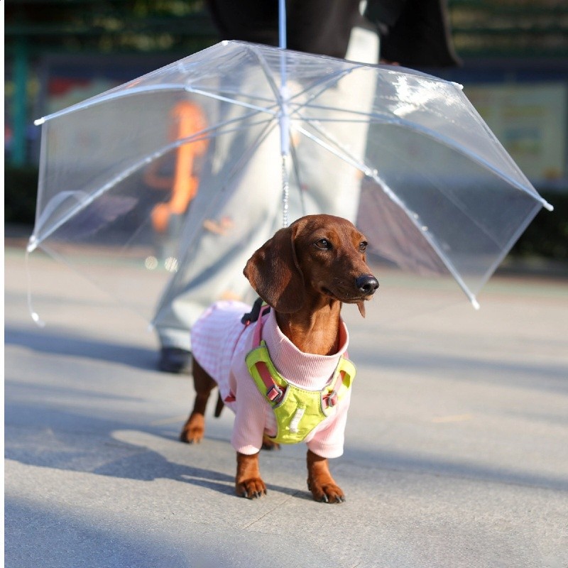 寵物透明雨傘中小型犬雨衣牽引狗鏈遛狗雨傘-細節圖2