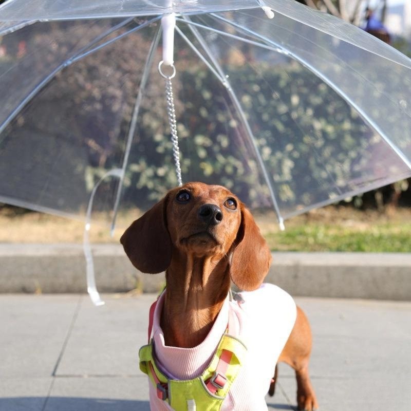 寵物透明雨傘中小型犬雨衣牽引狗鏈遛狗雨傘-細節圖3