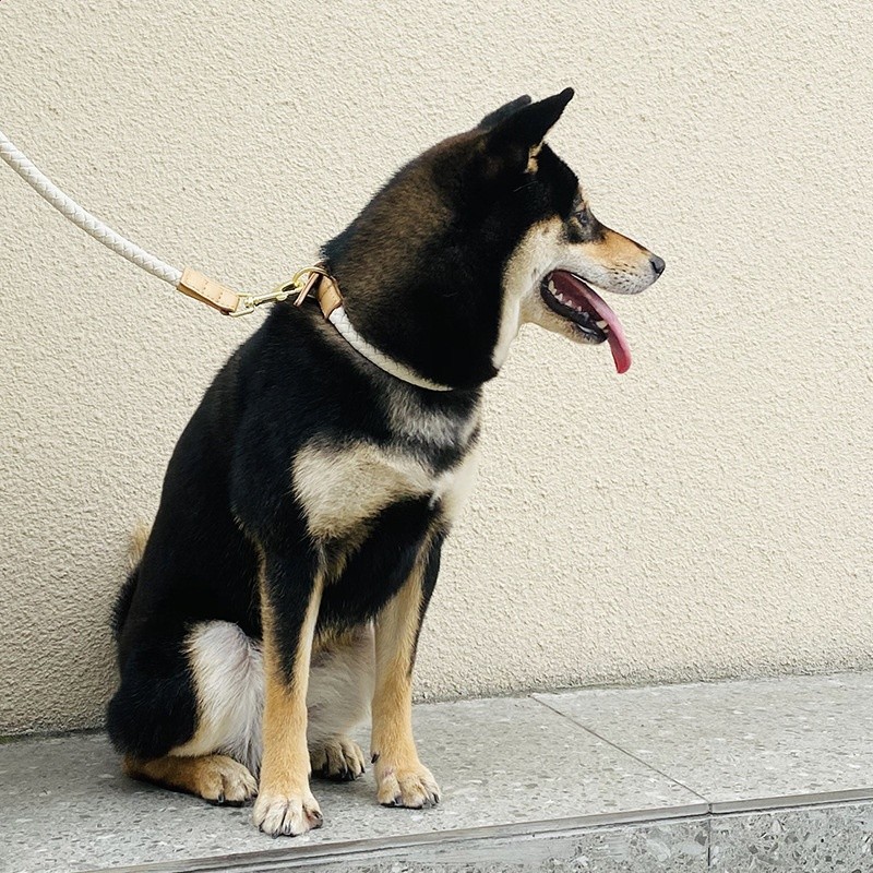 批發原創時尚狗狗項圈頸圈脖圈牽引繩牽引帶寵物用品中小型犬跨境-細節圖2