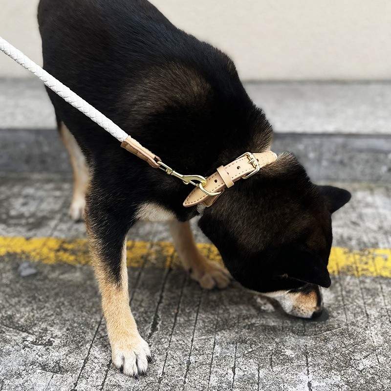 批發原創時尚狗狗項圈頸圈脖圈牽引繩牽引帶寵物用品中小型犬跨境-細節圖3