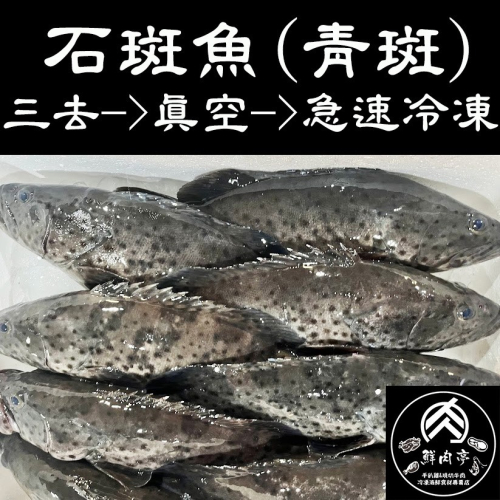 台灣特級石斑魚 青斑 (600克/尾) 純海水養殖 現流 肉質鮮美細緻有彈性 頂級美味 鮮魚 🧊鮮肉亭🧊