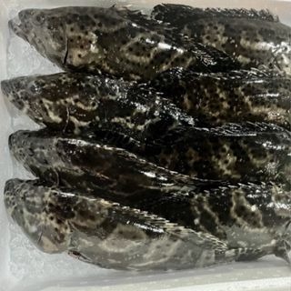 台灣特級石斑魚 青斑 (600克/尾) 純海水養殖 現流 肉質鮮美細緻有彈性 頂級美味 鮮魚 🧊鮮肉亭🧊-細節圖2