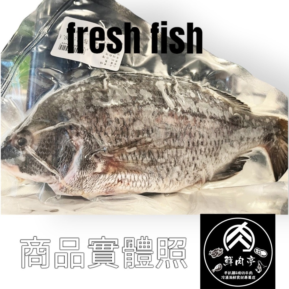 台灣黑格/黑鯛 (480克/尾) 現流現撈鮮魚 肉質細嫩扎實 海水生長高級魚種 🧊鮮肉亭🧊-細節圖2