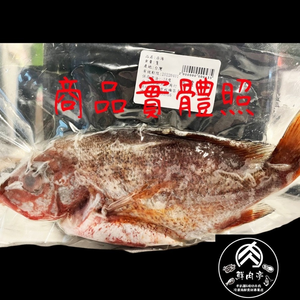 深海野生紅赤海魚 (500克/尾) 深海魚 紅寶石 現流海魚 海紅吳郭魚 紅雞仔 紅魚 肉質甘甜 🧊鮮肉亭🧊-細節圖3