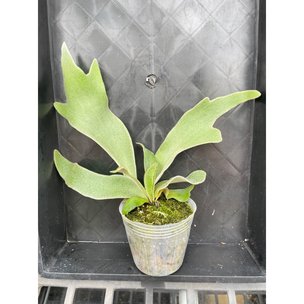 植念 鹿角蕨 塞爾索孢子苗-細節圖3