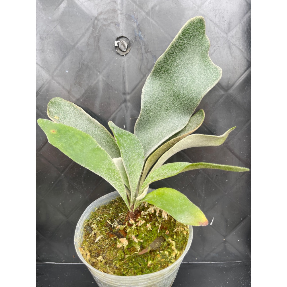 植念 鹿角蕨 塞爾索孢子苗-細節圖4