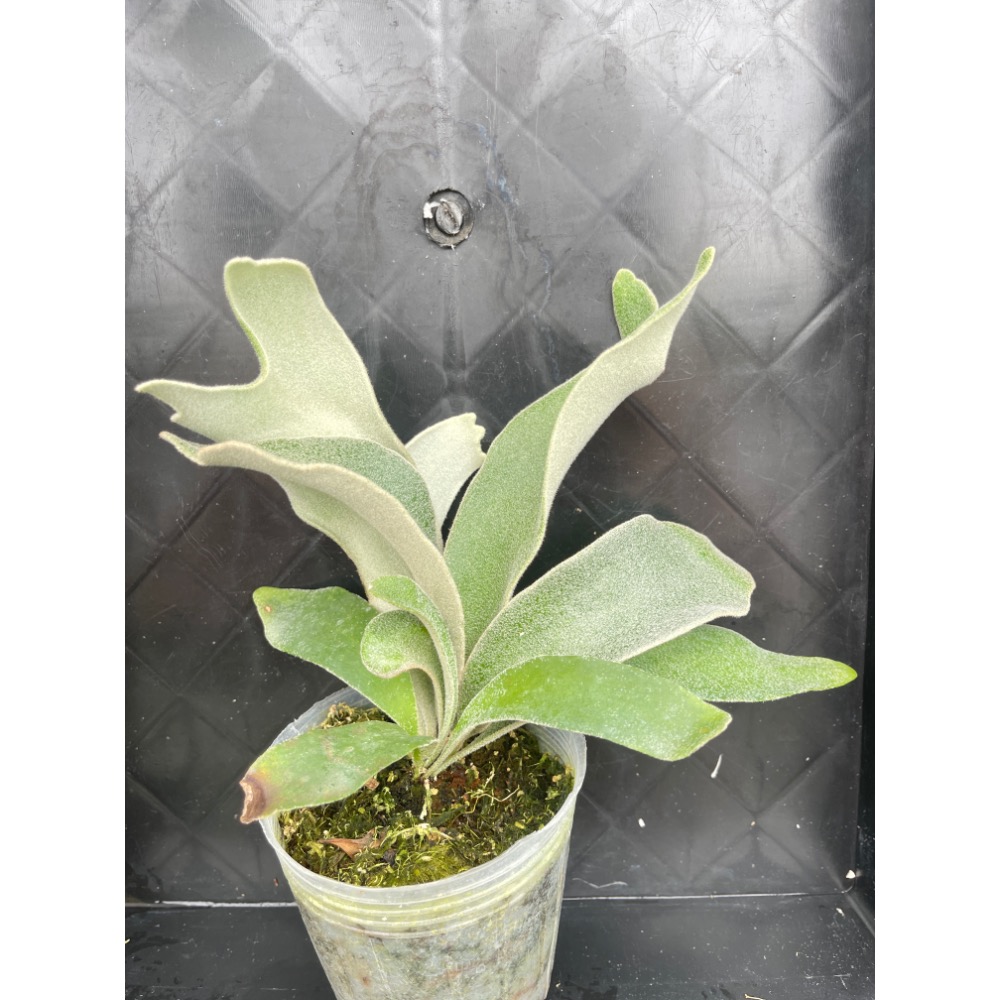 植念 鹿角蕨 塞爾索孢子苗-細節圖5