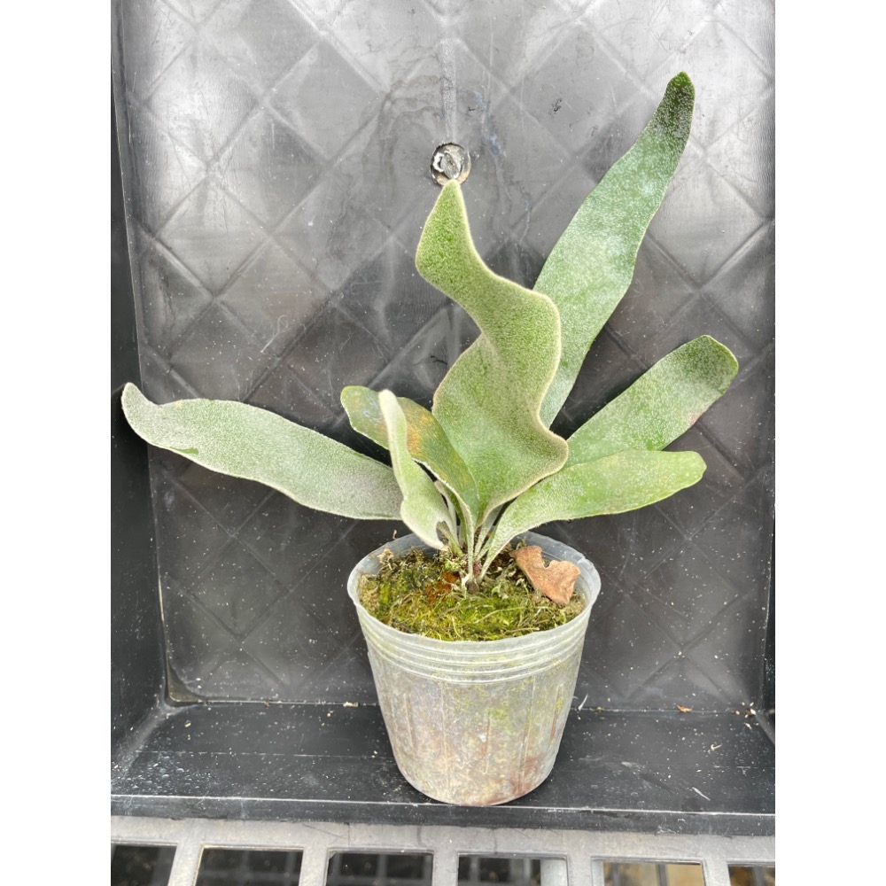 植念 鹿角蕨 佩德羅 孢子苗-細節圖3