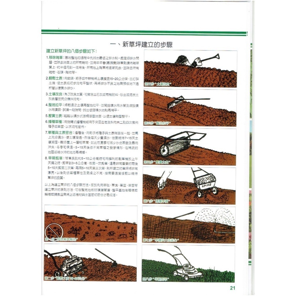 四季園 類地毯草【草種子】 愛芬地毯草種子 多年生草籽 1公斤/包 粉衣種子-細節圖3