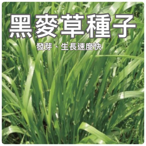 四季園 黑麥草種子【草種子】一年生 牧草 生長迅速 耐寒、耐旱 寵物可食用