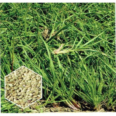 四季園 百喜草 種子 每包30ml (約5200粒) 分裝包 草坪種子