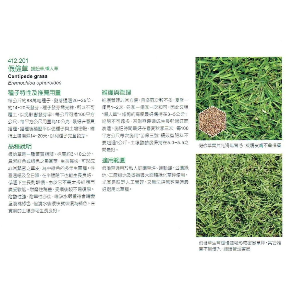 四季園 假儉草 種子 1.5 ml (約1250粒) 分裝包 蜈蚣草、小牛鞭草、窮人草、林口草、中國草坪草-細節圖2