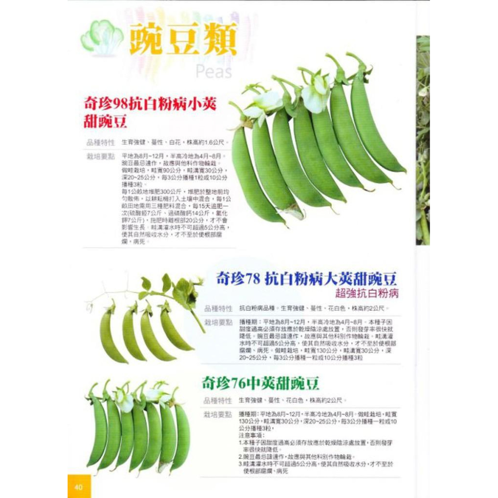 四季園 抗白粉病豌豆莢（台中11號）【蔬果種子】興農牌 每包約10公克-細節圖3