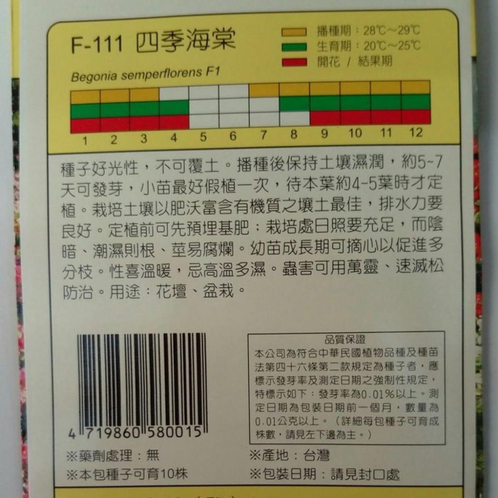 四季海棠【穗耕種苗】天星牌花卉種子 保證新鮮種子-細節圖2