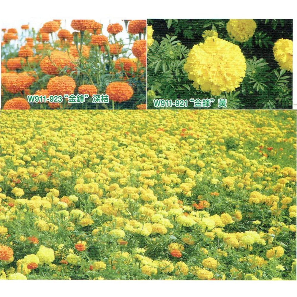 四季園 萬壽菊 田間撒播 萬壽菊 混合色 草花 種子花海 每包約260,000粒 可降低線蟲 免運-細節圖2