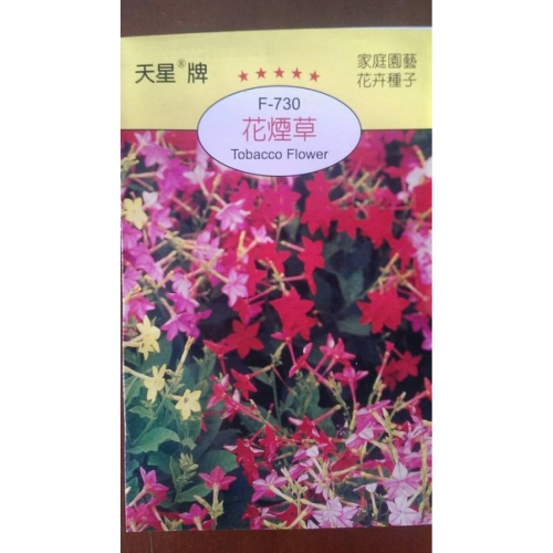 花煙草【滿790免運】天星牌花卉種子 花語:除你之外，別無他愛 小包裝種子