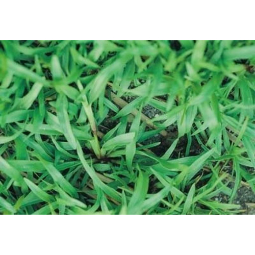 類地毯草 【草種子】 愛芬地毯草 多年生草籽 1公斤裝 粉衣種子 附種植說明