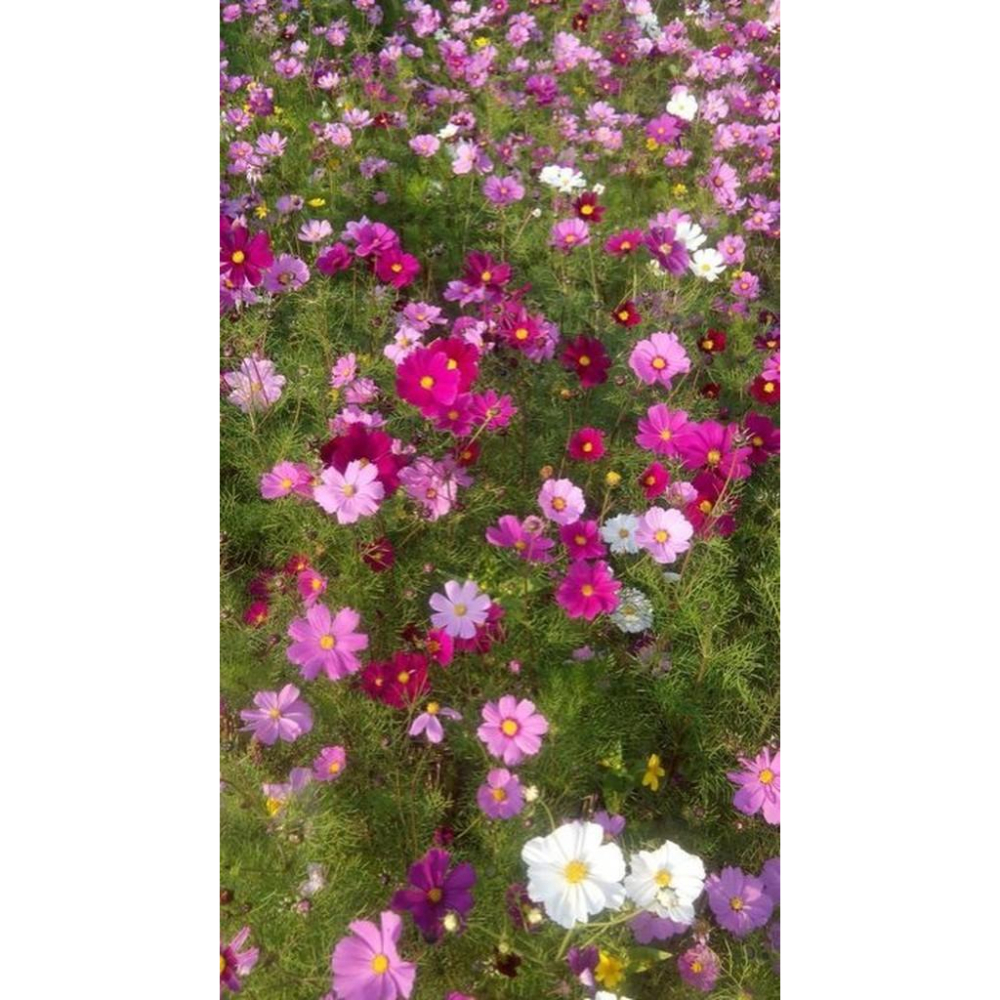 大波斯菊 【花海種子】大波斯菊種子 花海大波斯菊種子 每包1公斤裝 保證當季進口種子 發芽率高-細節圖2