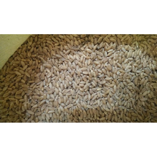 小麥草 貓草【芽菜種子】小麥草種子 種子 小麥草 貓草 1公斤 無藥劑處理 亦可作麥草汁