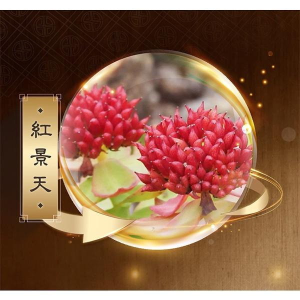 快樂小舖-御典堂 含益錠 御典堂含益錠1盒(30粒/盒) 含紅景天 薄荷萃取物 喉糖-細節圖6