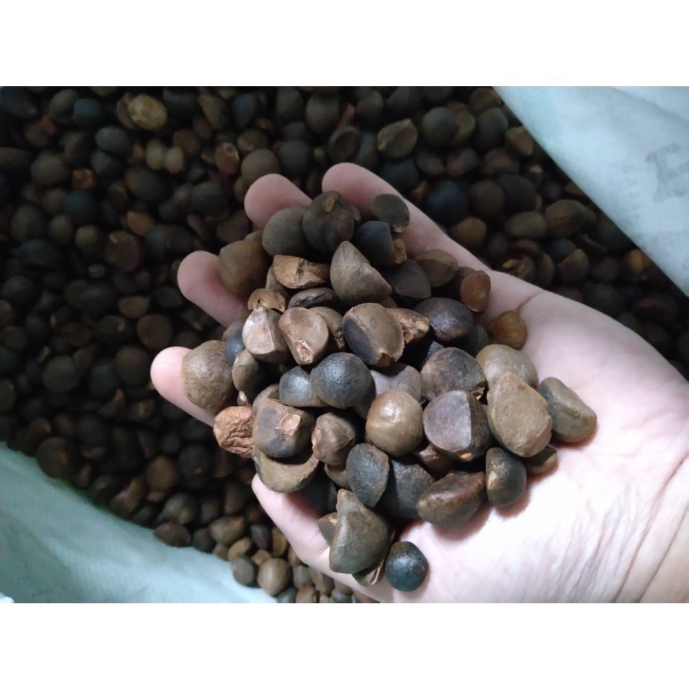 【清元製油廠】苦茶油 #嘉義優鮮-細節圖4