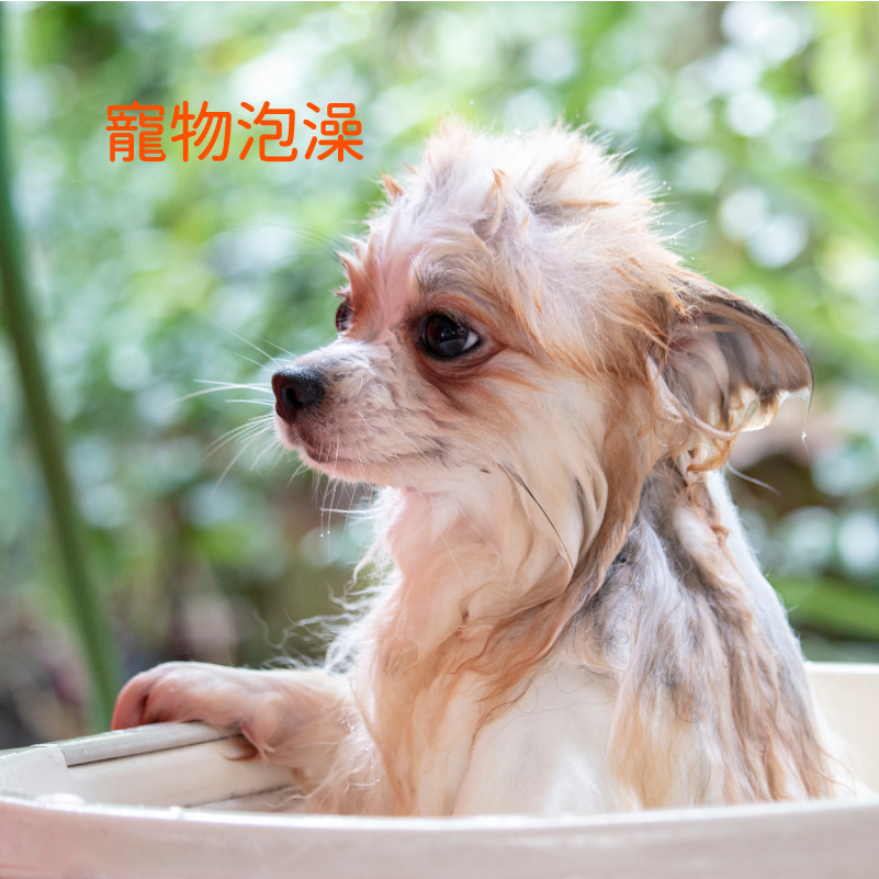 日本關西酵素 myyard麥雅 全家用植萃酵素入浴粉隨身包10g*6入/P&C親子毛孩/寵物適用/正宗酵素入浴劑-細節圖5