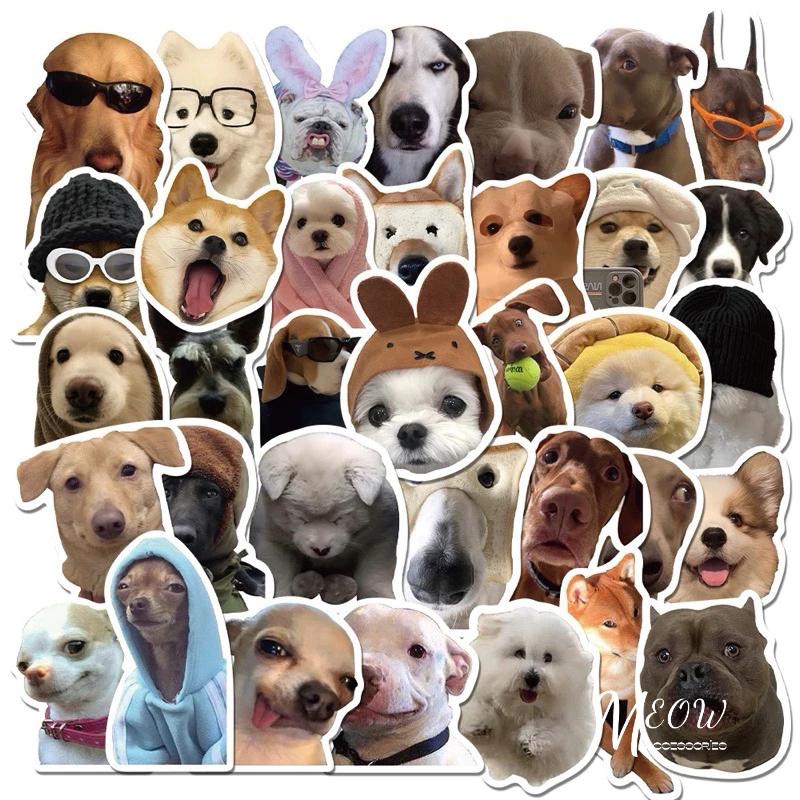 Meow acc【台灣現貨】寫實貓貓狗狗貼紙 ins風貼紙 搞笑貓咪貼紙 裝飾貼紙 行李箱裝飾 筆記本裝飾 可愛貓咪-細節圖3