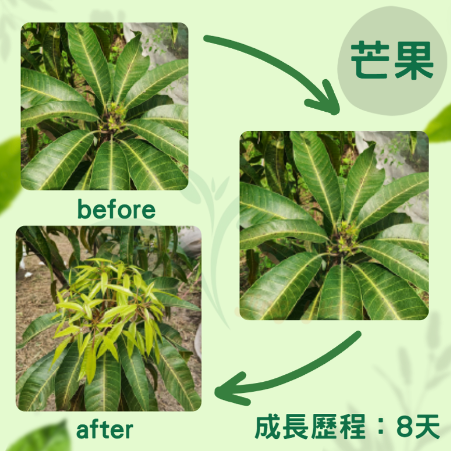 【台灣製造】根尚勇 葉惠美營養液 液肥 肥料 植物營養活力 快速促芽促根 綠植花卉盆栽 濃縮型稀釋200至800倍-細節圖6