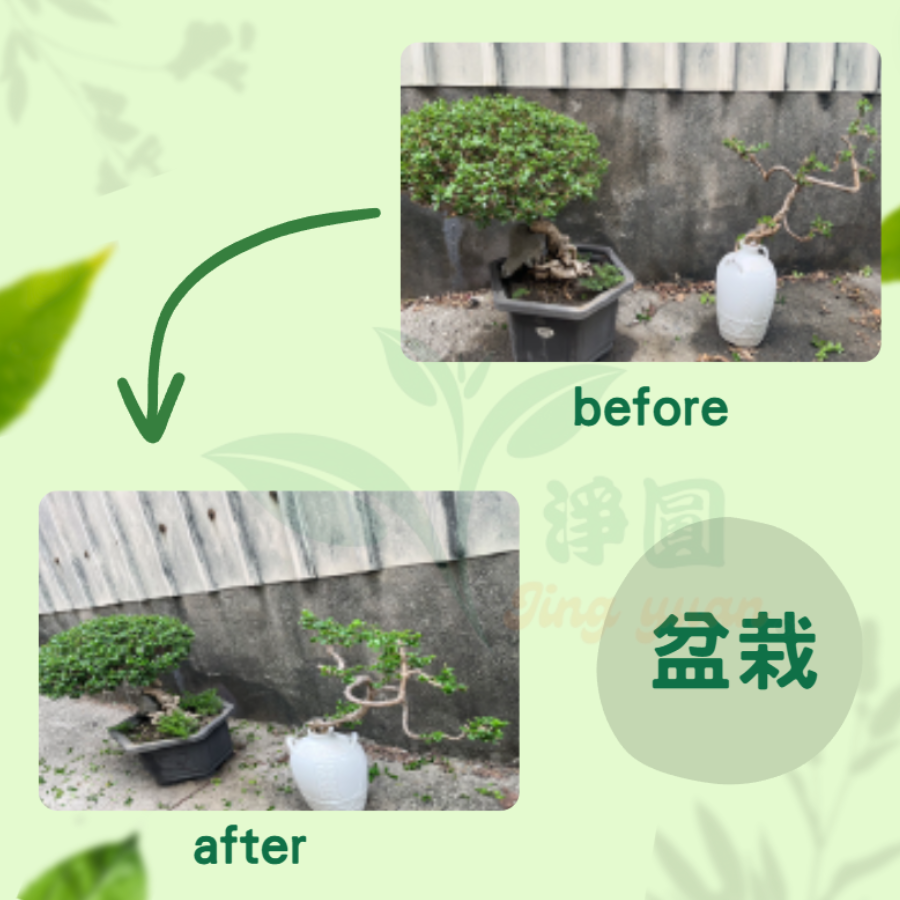 【台灣製造】根尚勇 葉惠美營養液 液肥 肥料 植物營養活力 快速促芽促根 綠植花卉盆栽 濃縮型稀釋200至800倍-細節圖8