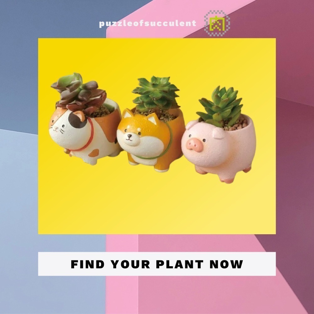 【肉肉動物園】熊熊站得穩：日本進口創意動物多肉花器，隨心佈置自己的動物花園-細節圖2