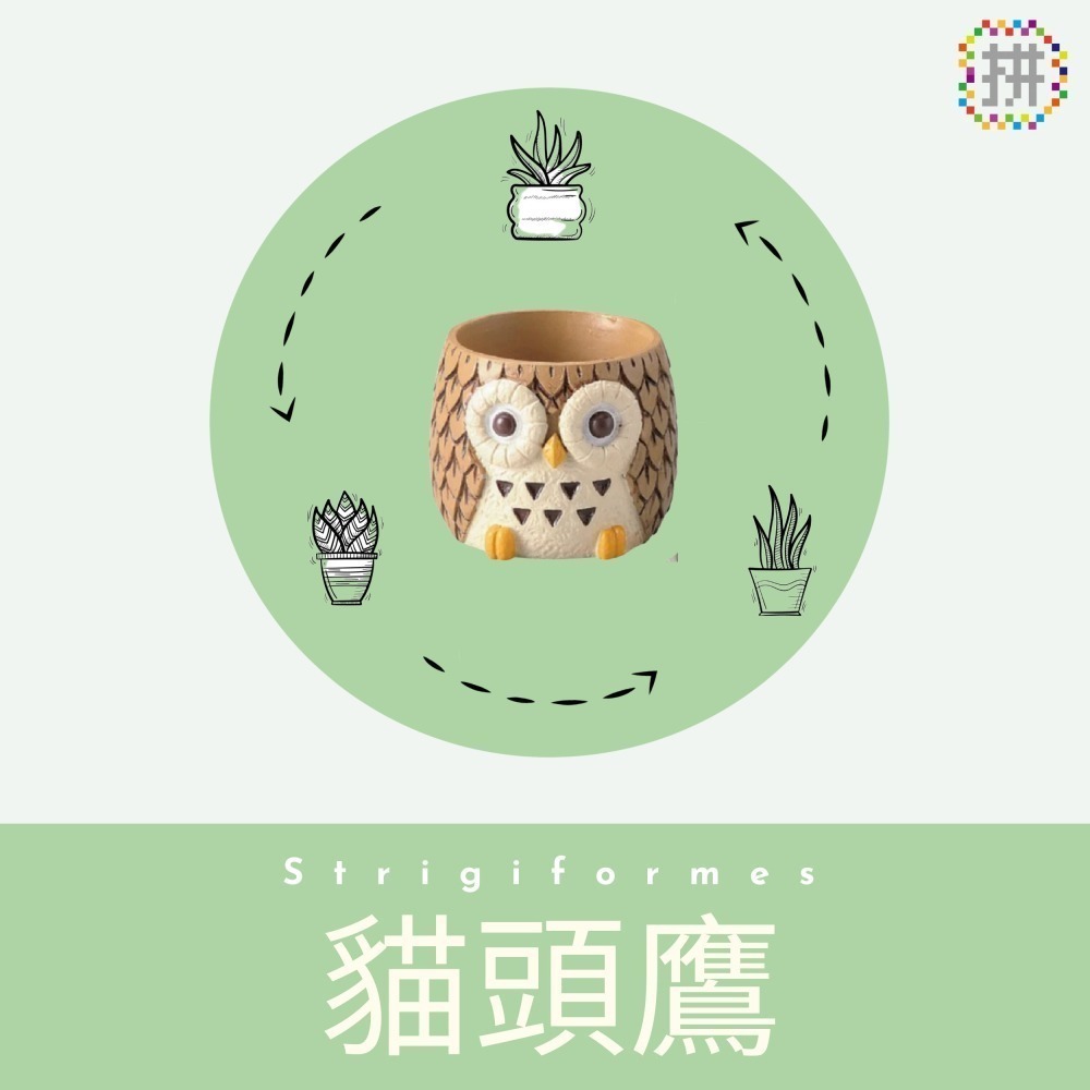 【肉肉動物園】六隻小鳥一次買足，隨心佈置自己的多肉動物花園-細節圖5