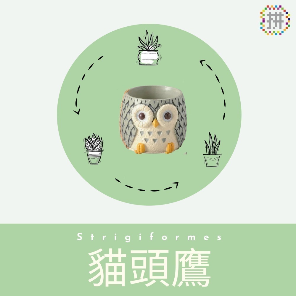 【肉肉動物園】六隻小鳥一次買足，隨心佈置自己的多肉動物花園-細節圖6