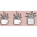 輕鬆加購多肉植物（盲盒）＿3吋盆穩根連盆＿三盆以上免運優惠-規格圖2