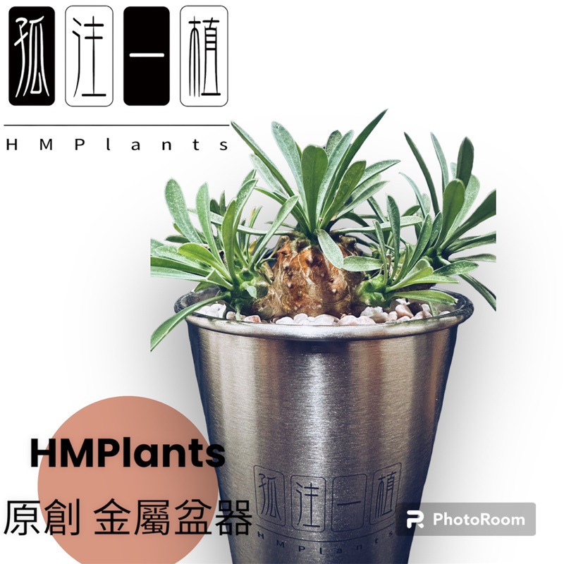 『HMP』 原創 孤注一植 不鏽鋼潮流盆器 HMP 龍舌蘭 塊根 潮流植物 金屬 辦公室 盆栽 花盆 虎尾蘭 仙人掌-細節圖3