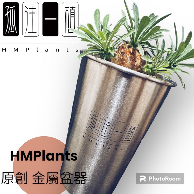 『HMP』 原創 孤注一植 不鏽鋼潮流盆器 HMP 龍舌蘭 塊根 潮流植物 金屬 辦公室 盆栽 花盆 虎尾蘭 仙人掌-細節圖5