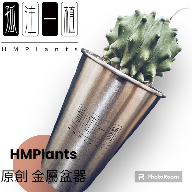 『HMP』 原創 孤注一植 不鏽鋼潮流盆器 HMP 龍舌蘭 塊根 潮流植物 金屬 辦公室 盆栽 花盆 虎尾蘭 仙人掌-細節圖6