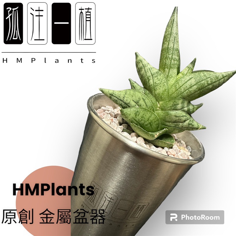 『HMP』 原創 孤注一植 不鏽鋼潮流盆器 HMP 龍舌蘭 塊根 潮流植物 金屬 辦公室 盆栽 花盆 虎尾蘭 仙人掌-細節圖7