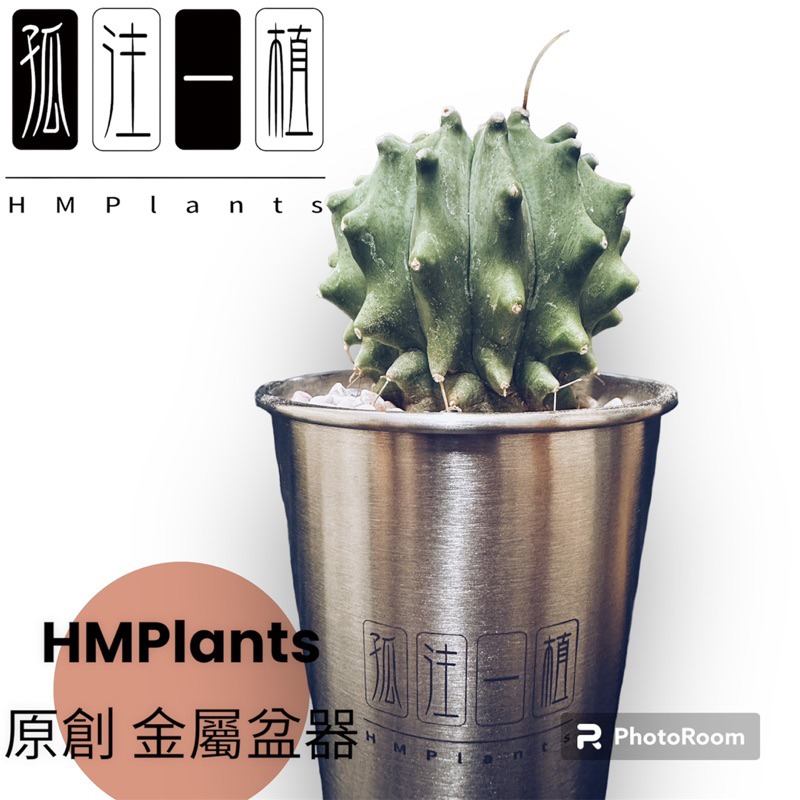 『HMP』 原創 孤注一植 不鏽鋼潮流盆器 HMP 龍舌蘭 塊根 潮流植物 金屬 辦公室 盆栽 花盆 虎尾蘭 仙人掌-細節圖8