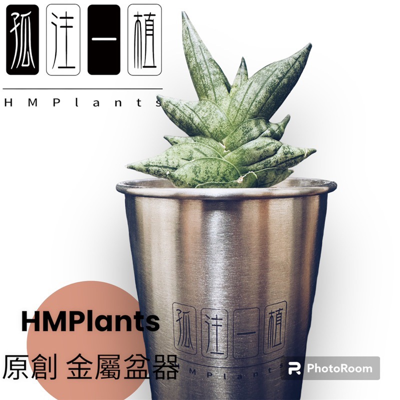 『HMP』 原創 孤注一植 不鏽鋼潮流盆器 HMP 龍舌蘭 塊根 潮流植物 金屬 辦公室 盆栽 花盆 虎尾蘭 仙人掌-細節圖9