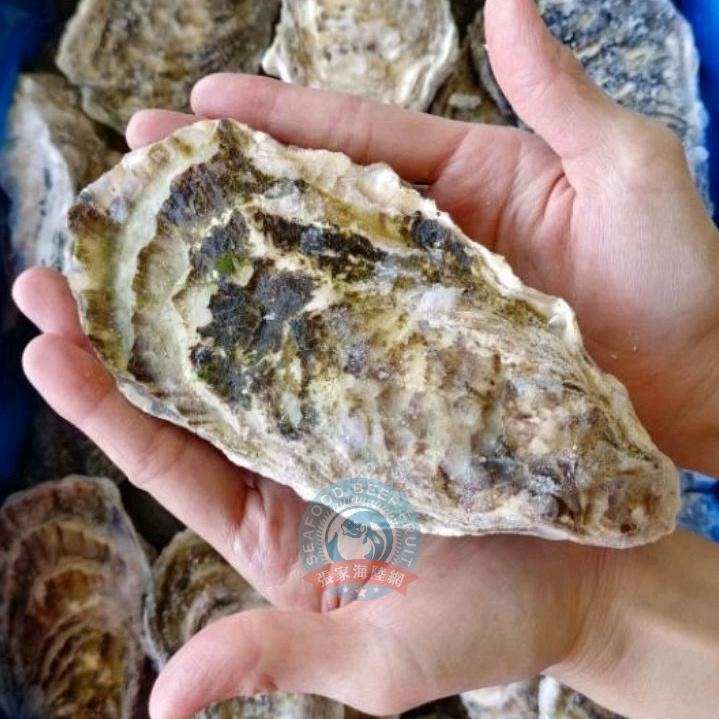 【張家海陸網】日本生食級生蠔 - 100g*3顆裝-細節圖3