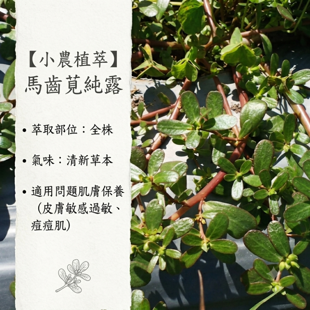 馬齒莧純露✨銅鍋蒸餾✨
