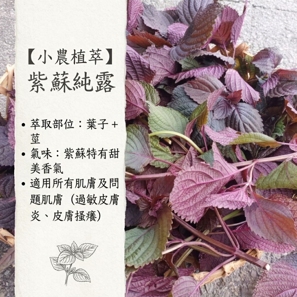 紫蘇純露✨銅鍋蒸餾✨