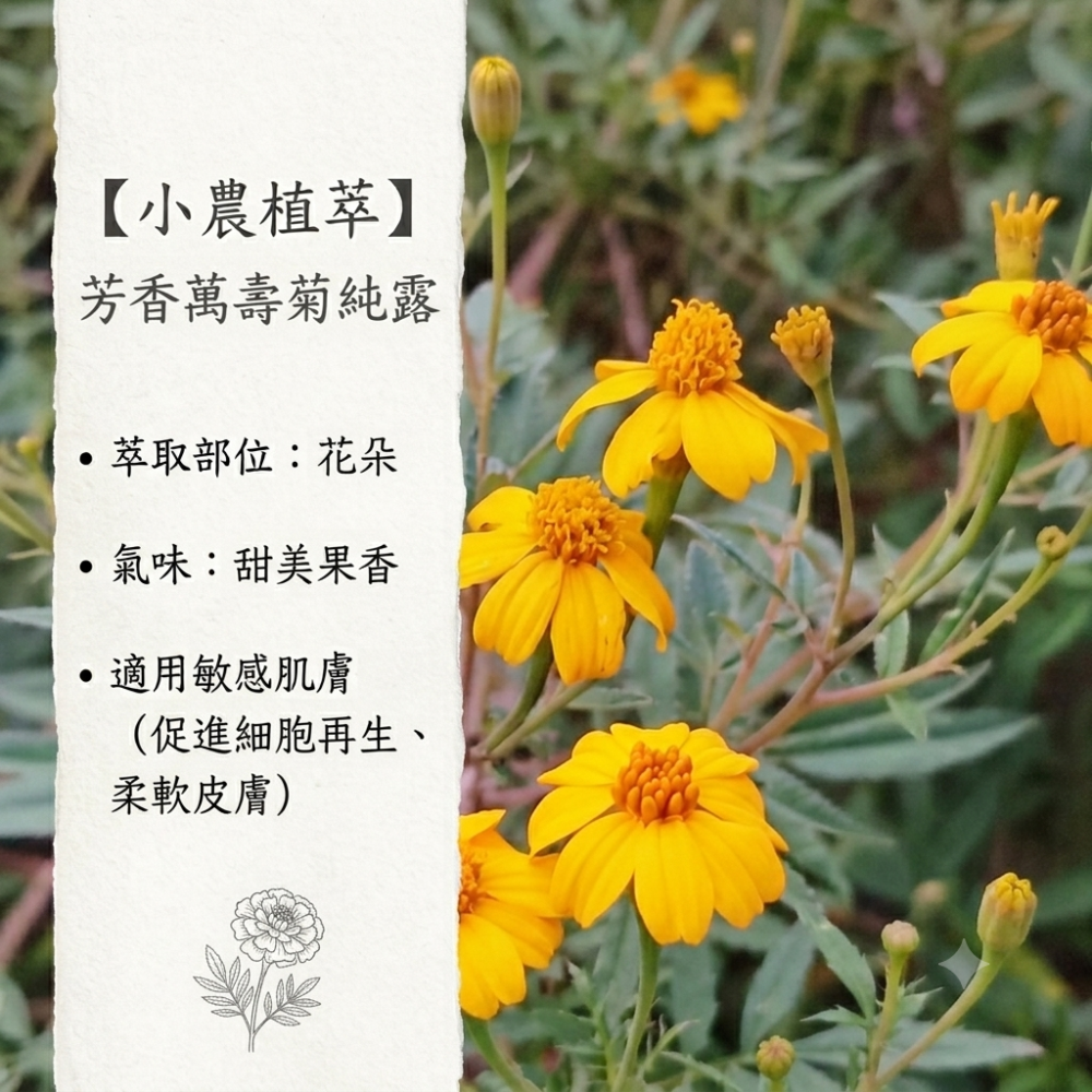 芳香萬壽菊純露✨銅鍋蒸餾✨