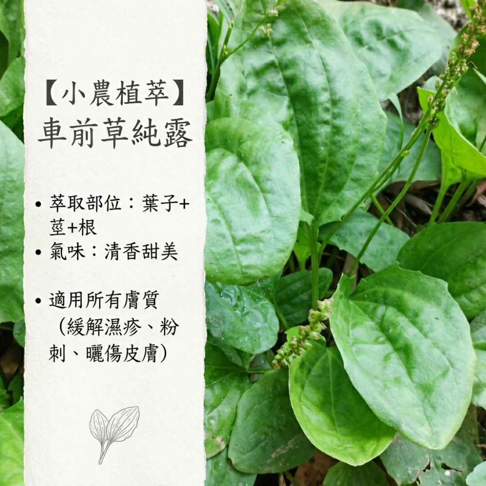 【小農植萃】100%新鮮植物蒸餾 馬齒莧純露/肖楠純露/紫蘇純露/芳香萬壽菊純露/車前草純露/石蓮花/金銀花-規格圖9