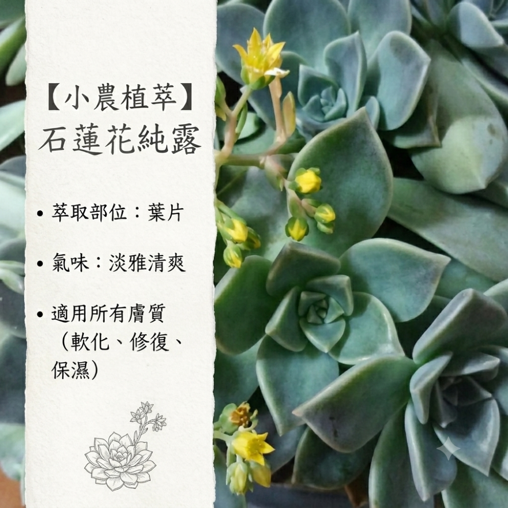 石蓮花純露✨銅鍋蒸餾✨