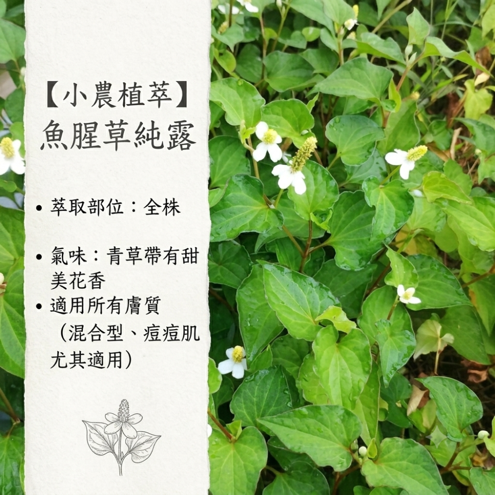 【小農植萃】100%天然植物蒸餾✨銅鍋蒸餾✨魚腥草純露/左手香純露/積雪草純露/狹葉薰衣草純露/香蘭葉純露/檸檬香茅純-細節圖2