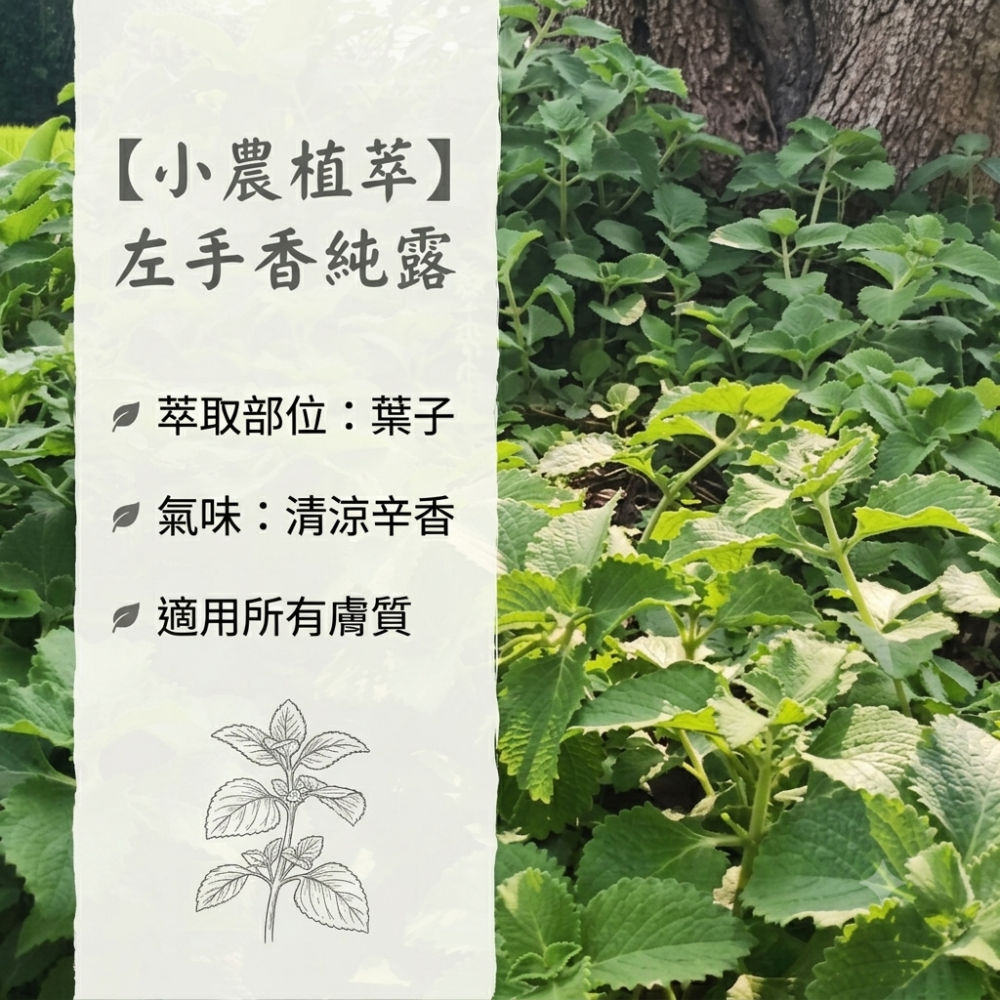 【小農植萃】100%天然植物蒸餾✨銅鍋蒸餾✨魚腥草純露/左手香純露/積雪草純露/狹葉薰衣草純露/香蘭葉純露/檸檬香茅純-細節圖3